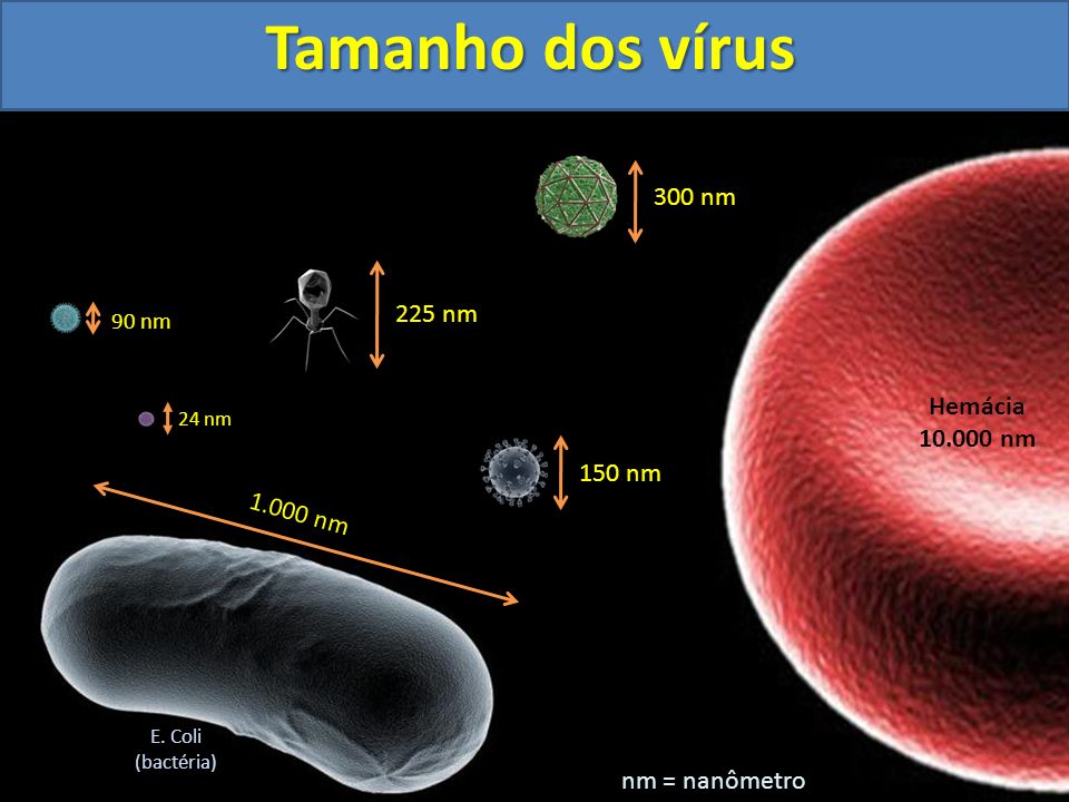 E. Coli. (bactéria) nm = nanômetro.